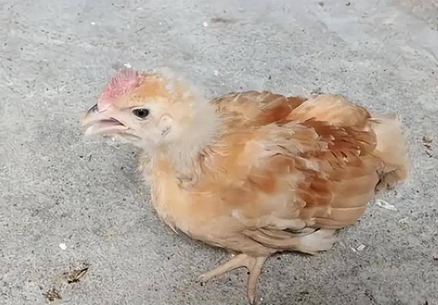 小鸡咳嗽呼噜是什么原因？吃什么药？小鸡咳嗽喉咙响怎么治