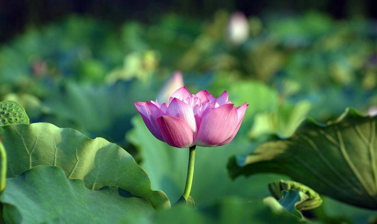 离离原上草，一岁一枯荣，离离是什么意思，有多少人被问蒙圈了？