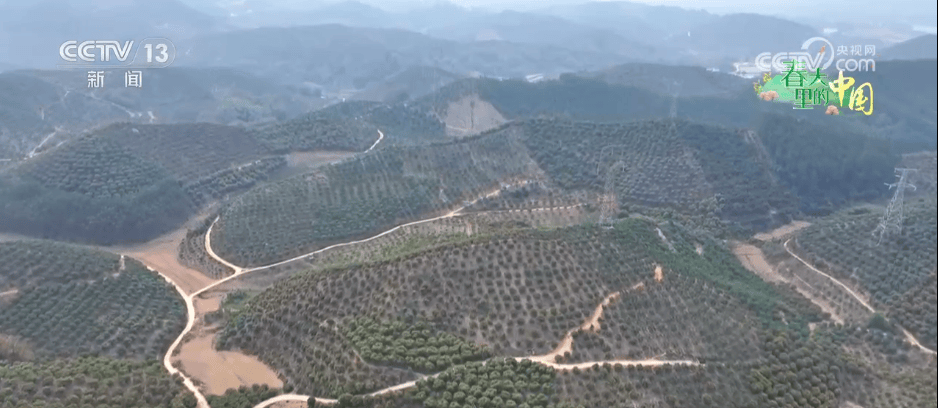 万象“耕”新绘“丰”景 各地多彩春耕画面拼就“三农”丰收盛景图